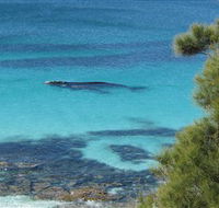Jervis Bay Marine Park - Accommodation Melbourne