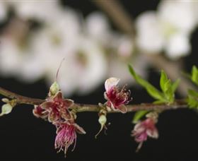 Fruit Salad Tree Company - Accommodation Melbourne 1