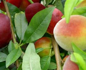Fruit Salad Tree Company - Accommodation Melbourne 0