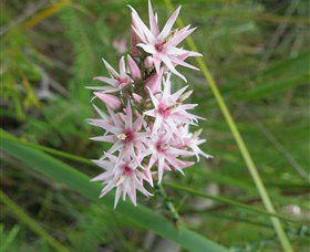 Booderee National Park: Green Patch And Telegraph Creek Walking Tracks - Accommodation Melbourne 5