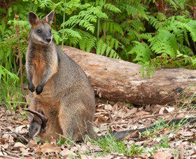 Booderee National Park: Green Patch And Telegraph Creek Walking Tracks - Accommodation Melbourne 7