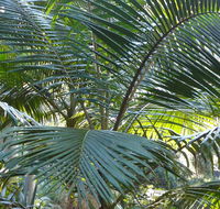 Bangalore Falls walking track - Accommodation Melbourne