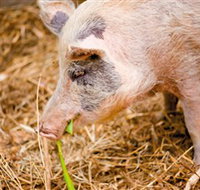 Djanbung Permaculture Gardens - Accommodation Melbourne