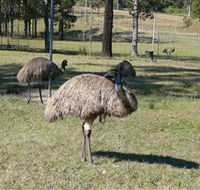 Glen Ian Ostrich and Emu Farm - Accommodation Melbourne