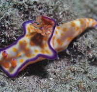 Curtain Artificial Reef Dive Site - Accommodation Melbourne