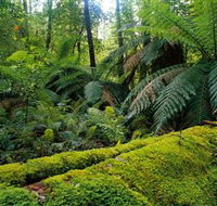 Errinundra National Park - Accommodation Melbourne