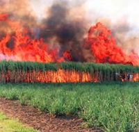 Reeves Family Sugar Cane Farm - Accommodation Melbourne