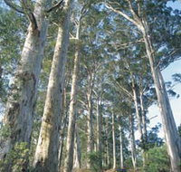 The Great Forest Trees Drive - Accommodation Melbourne