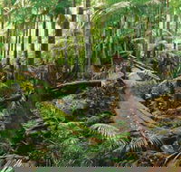 Wollumbin-Mount Warning National Park - Accommodation Melbourne