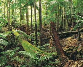 Wollumbin-Mount Warning National Park - Accommodation Melbourne 0