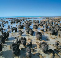 Hamelin Pool Stromatolites - Accommodation Melbourne