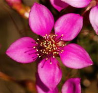 Flora - Accommodation Melbourne