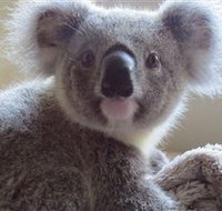 Koala Care Centre in Lismore - Accommodation Melbourne