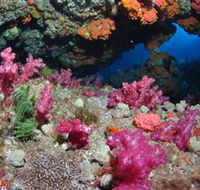 Cherubs Cave Dive Site - Accommodation Melbourne