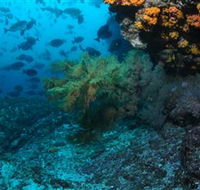 Henderson Rock Dive Site - Accommodation Melbourne