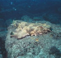 Scottish Prince Dive Site - Accommodation Melbourne