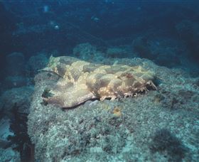 Scottish Prince Dive Site - Accommodation Melbourne 0