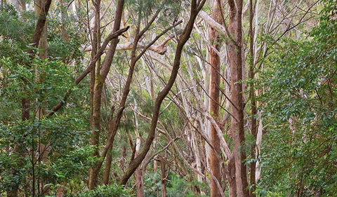 Ulidarra National Park - Accommodation Melbourne 1
