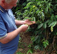 Wombah Coffee Plantation - Accommodation Melbourne
