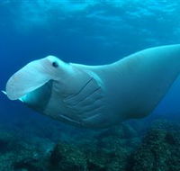 Manta Bommie Dive Site - Accommodation Melbourne