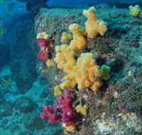 Shag Rock Dive Site - Accommodation Melbourne