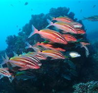 Flat Rock Dive Site - Accommodation Melbourne