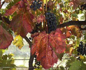 Mimosa Wines - Accommodation Melbourne 1