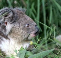 Koala Hospital - Accommodation Melbourne
