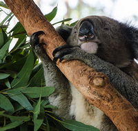 Macquarie Nature Reserve - Accommodation Melbourne