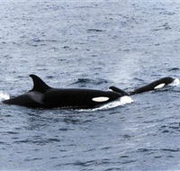 Killer Whale Trail - Accommodation Melbourne