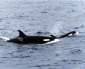 Killer Whale Trail - Accommodation Melbourne 0