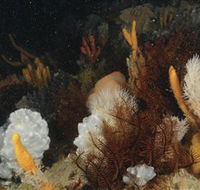 Point Hicks Marine National Park - Accommodation Melbourne
