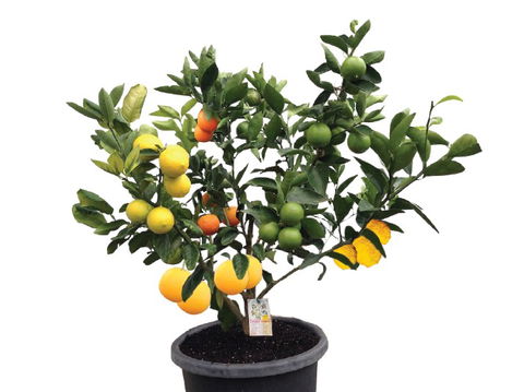Fruit Salad Tree Company - Accommodation Melbourne 3