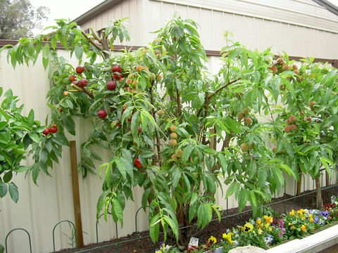 Fruit Salad Tree Company - Accommodation Melbourne 4