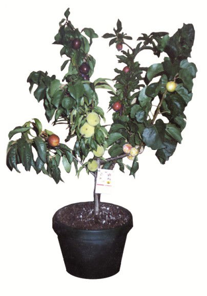 Fruit Salad Tree Company - Accommodation Melbourne 5