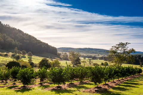 Fruit Salad Tree Company - Accommodation Melbourne 7