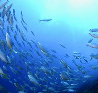 Cape Byron Marine Park - Accommodation Melbourne