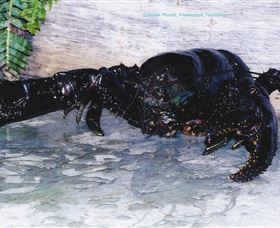 Lobster Ponds - Accommodation Melbourne 2