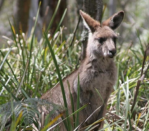Blue Mountains Guides - Accommodation Melbourne 0