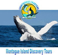Lighthouse Charters Narooma - Accommodation Melbourne