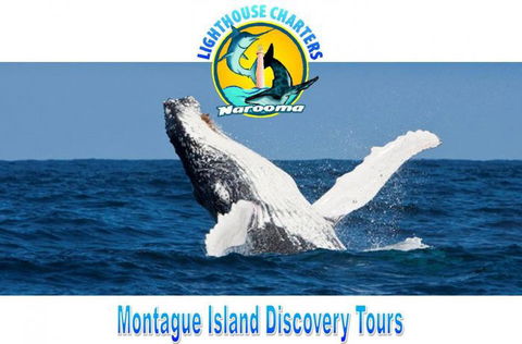 Lighthouse Charters Narooma - Accommodation Melbourne 2