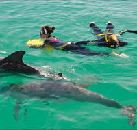 Rockingham Wild Encounters - Swim with Wild Dolphins - Accommodation Melbourne