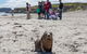 Kangaroo Island Odysseys - thumb 4