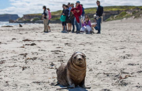 Kangaroo Island Odysseys - Accommodation Melbourne 4
