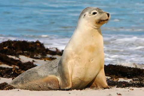 Kangaroo Island Odysseys - Accommodation Melbourne 12