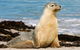 Kangaroo Island Odysseys - thumb 13