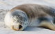 Kangaroo Island Odysseys - thumb 18