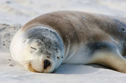 Kangaroo Island Odysseys - Accommodation Melbourne 19