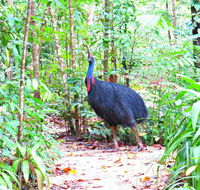 Daintree Safaris - Accommodation Melbourne