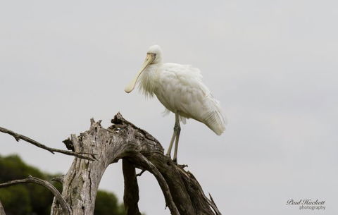 Melbourne Birding Tours - Accommodation Melbourne 6